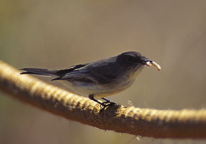 Sayornis phoebe Tyrannidae