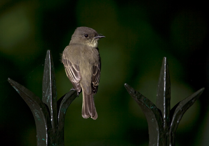 Sayornis phoebe Tyrannidae