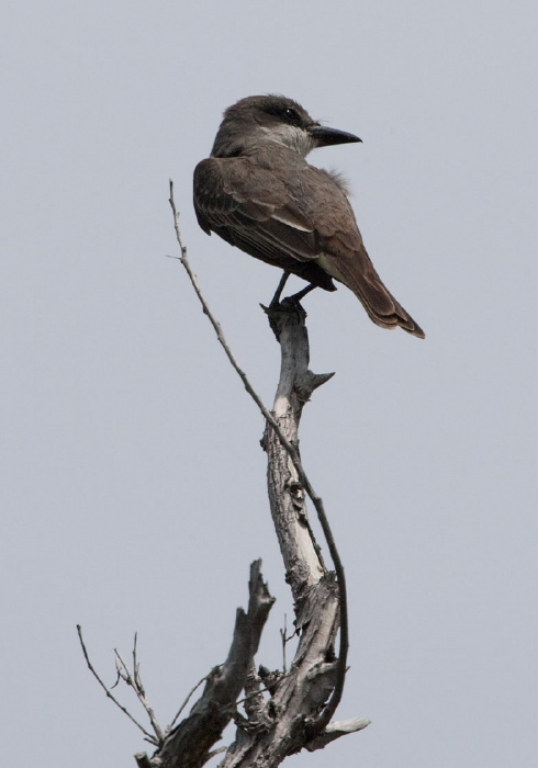 Tyrannus dominicensis Tyrannidae