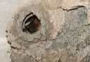 136_3656_swallow