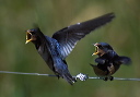 barn_swallow