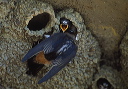 cliff_swallow