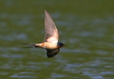 img_0627_swallow