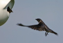img_2204_martin