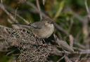 img_2999_bushtit