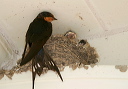 img_3212_swallow