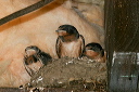 img_4116_swallow