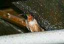 img_4117_swallow