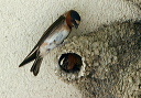 img_4132_swallow