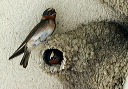 img_4136_swallow