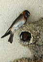 img_4137_swallow