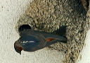img_4138_swallow