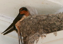 img_8867_swallow