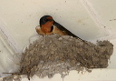 img_9813_swallow