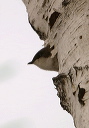 tree_swallow_img_2166