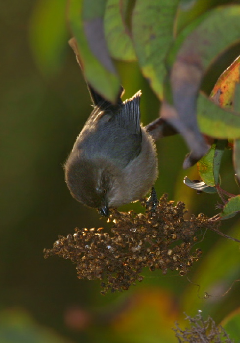 Psaltriparus minimus Aegithalidae
