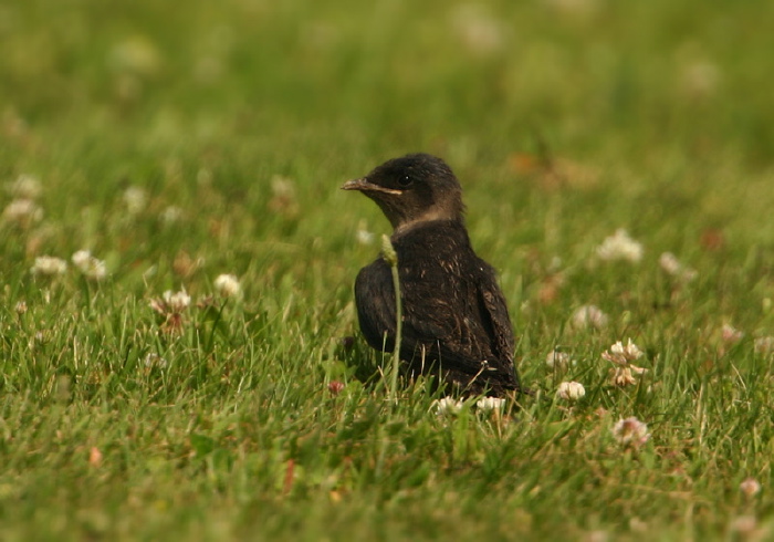 Progne subis Hirundinidae