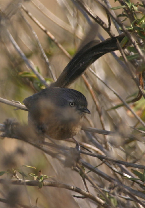 Chamaea fasciata Timaliidae