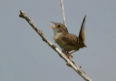 135_3533_wren