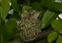 blue-gray_gnatcatcher066