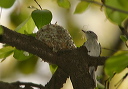 blue-gray_gnatcatcher370