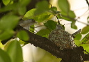 blue-gray_gnatcatcher378s