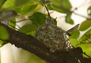 blue-gray_gnatcatcher378s2