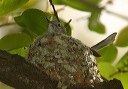 blue-gray_gnatcatcher378s3