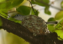 blue-gray_gnatcatcher380