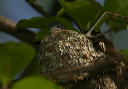 blue-gray_gnatcatcher429