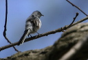bluegray_gnatcatcher2_52c5c