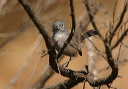 california_gnatcatcher916