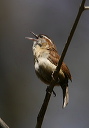carolina_wren1_030420