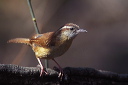 carolina_wren2