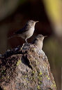 house_wren_6522