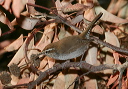 img_3003_wren