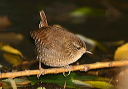 img_3138_wren