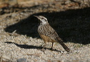 img_7363_wren