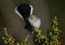 img_7553_gnatcatcher