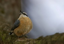 img_7890_nuthatch