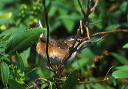 marsh_wren_jb