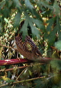 sedge_wren_pp