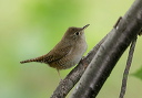 zh3z0098_wren