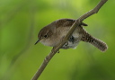 zh3z0475_wren
