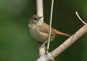 zh3z0546_wren