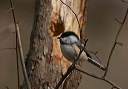 bcchickadee_030419