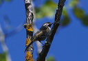 boreal_chickadee