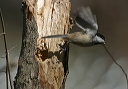 chickadee_2_030427
