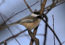 img_6075_chickadee