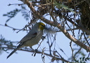 img_7353_verdin
